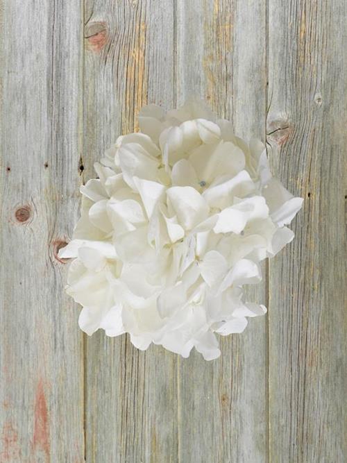 Big Petal White Hydrangeas